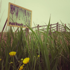 IMG_8908_Snapseed_kl